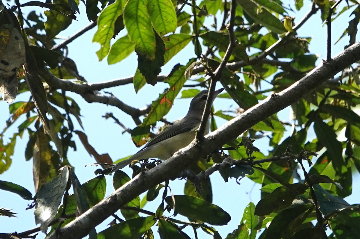 Eastern/Western Warbling Vireo - ML645735738