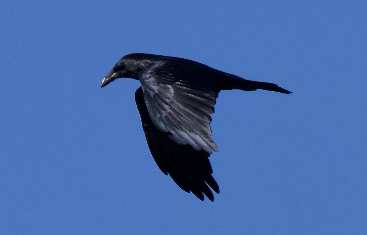 עורב שחור - ML645735739