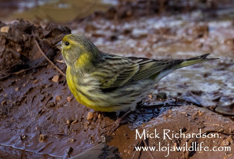 European Serin - ML645735770