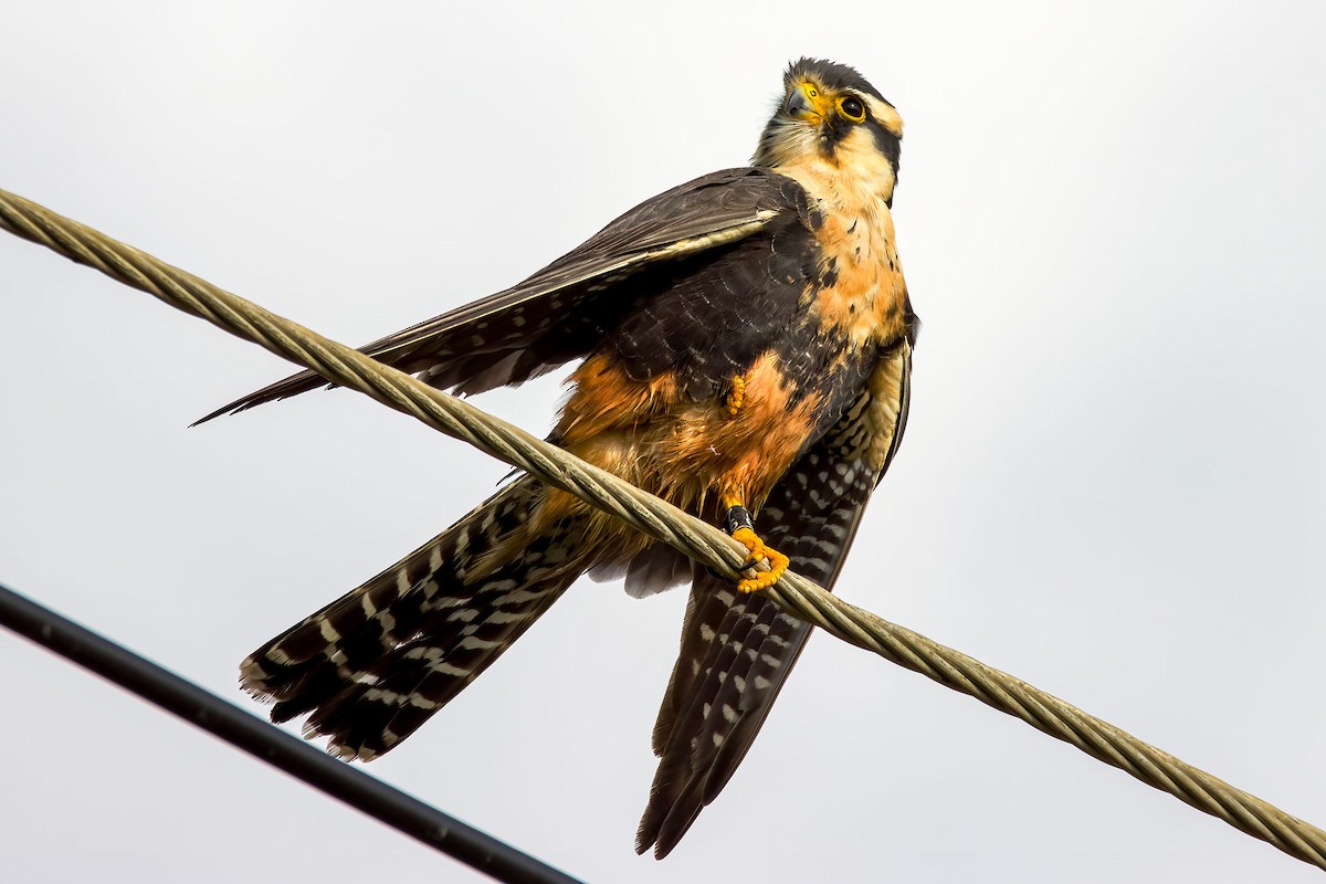 Aplomado Falcon - ML645735772