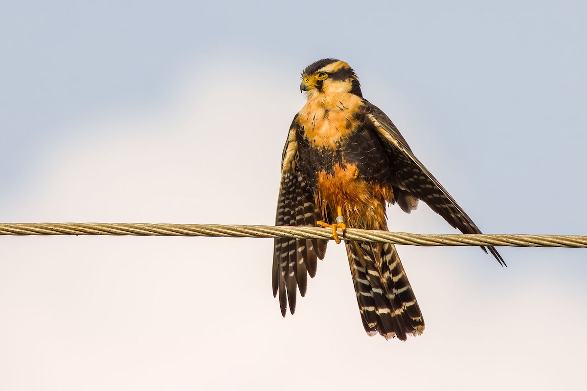 Aplomado Falcon - ML645735773