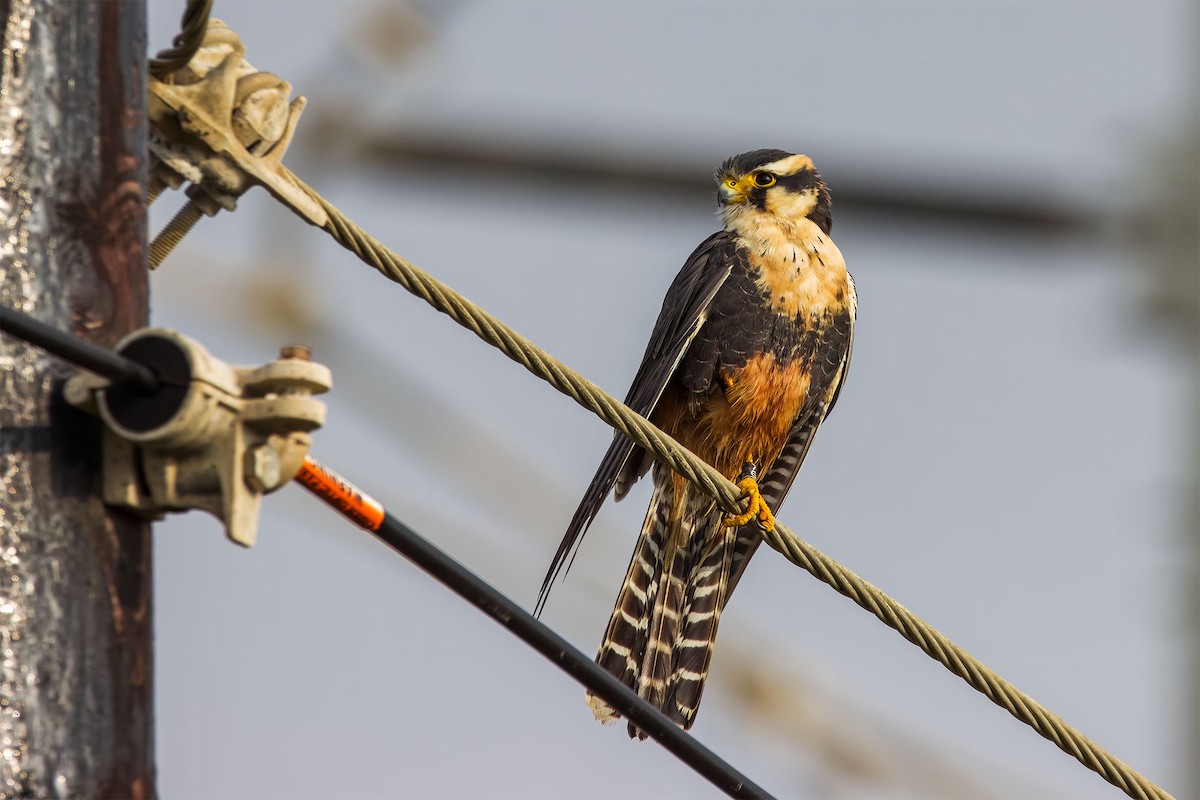 Aplomado Falcon - ML645735775