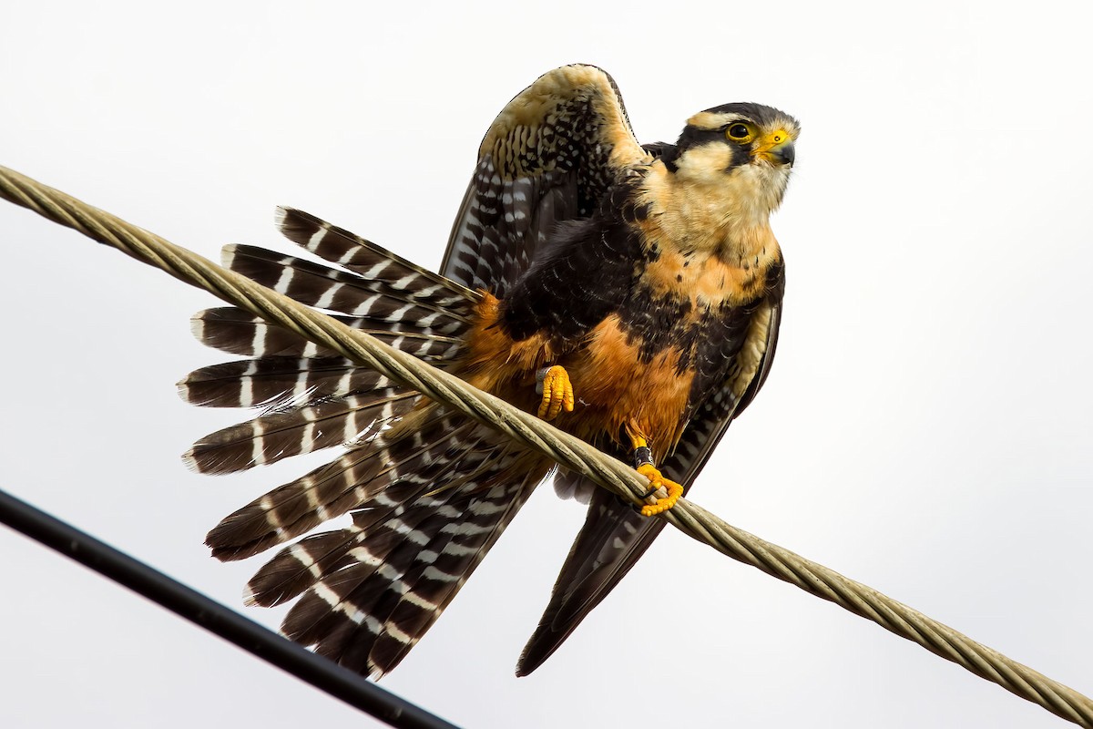 Aplomado Falcon - ML645735776