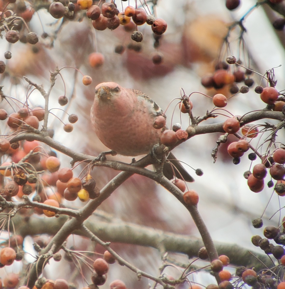 Pine Grosbeak - ML645735781
