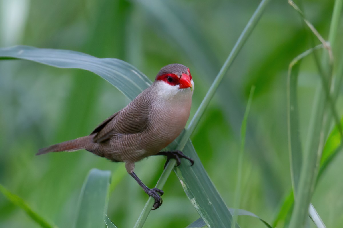 Common Waxbill - ML645735782