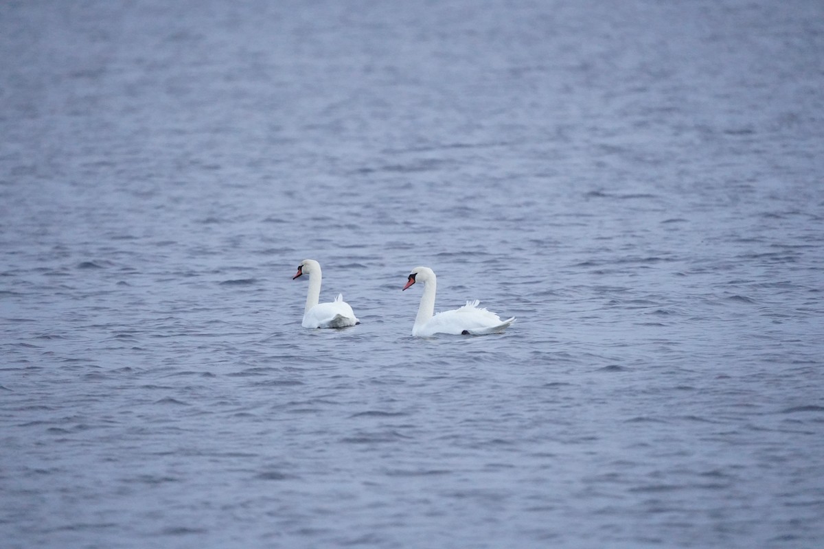 Höckerschwan - ML645735784