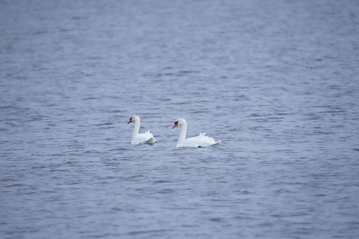 Höckerschwan - ML645735787