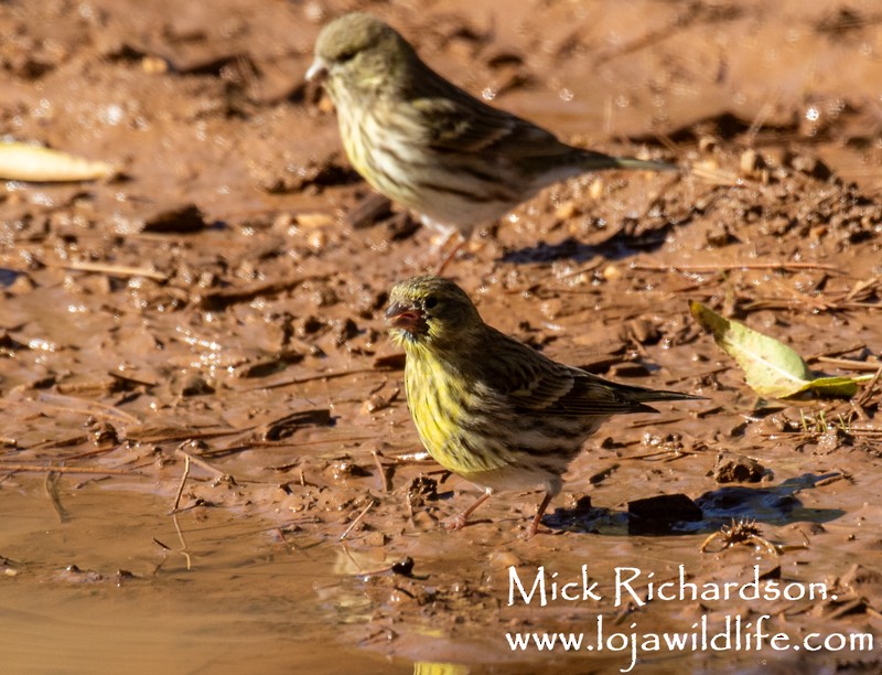 European Serin - ML645735801