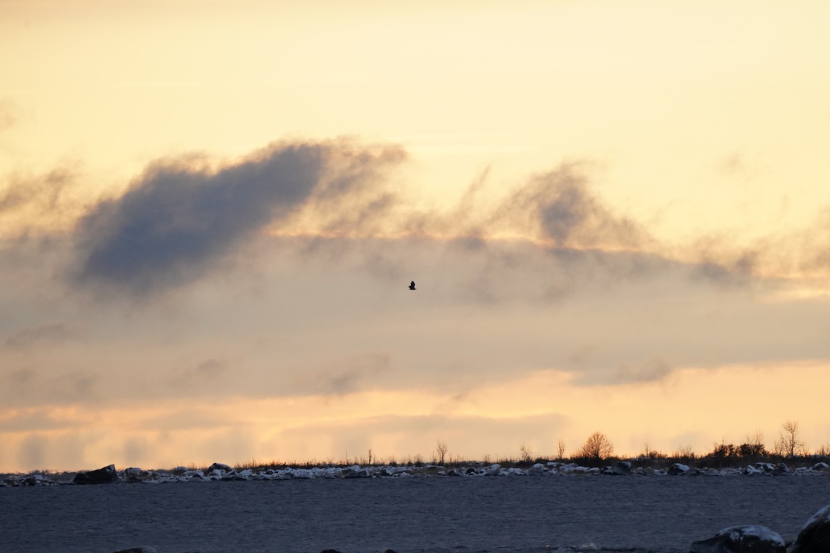 Seeadler - ML645735804