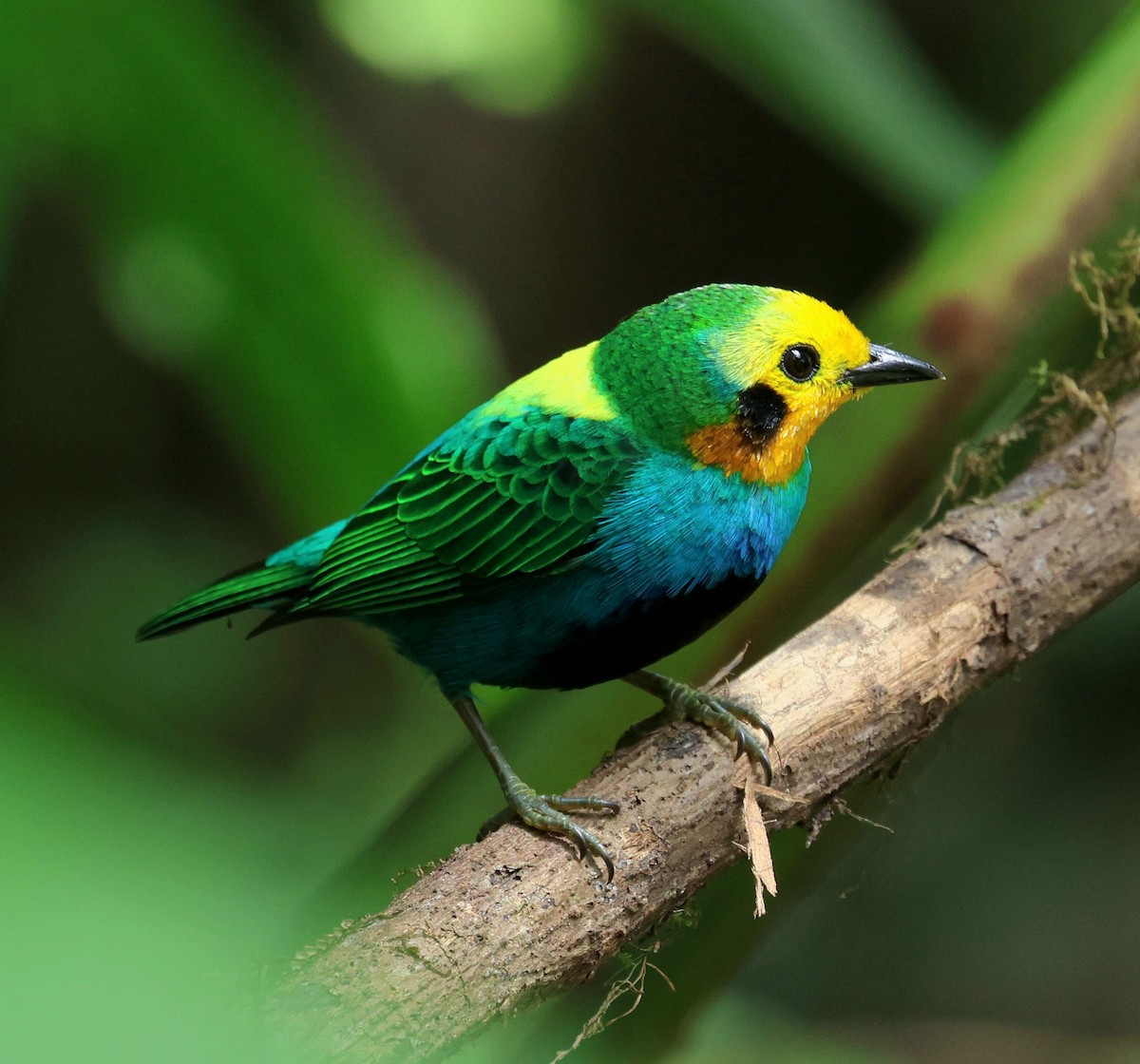 Многоцветная танагра - ML645735808