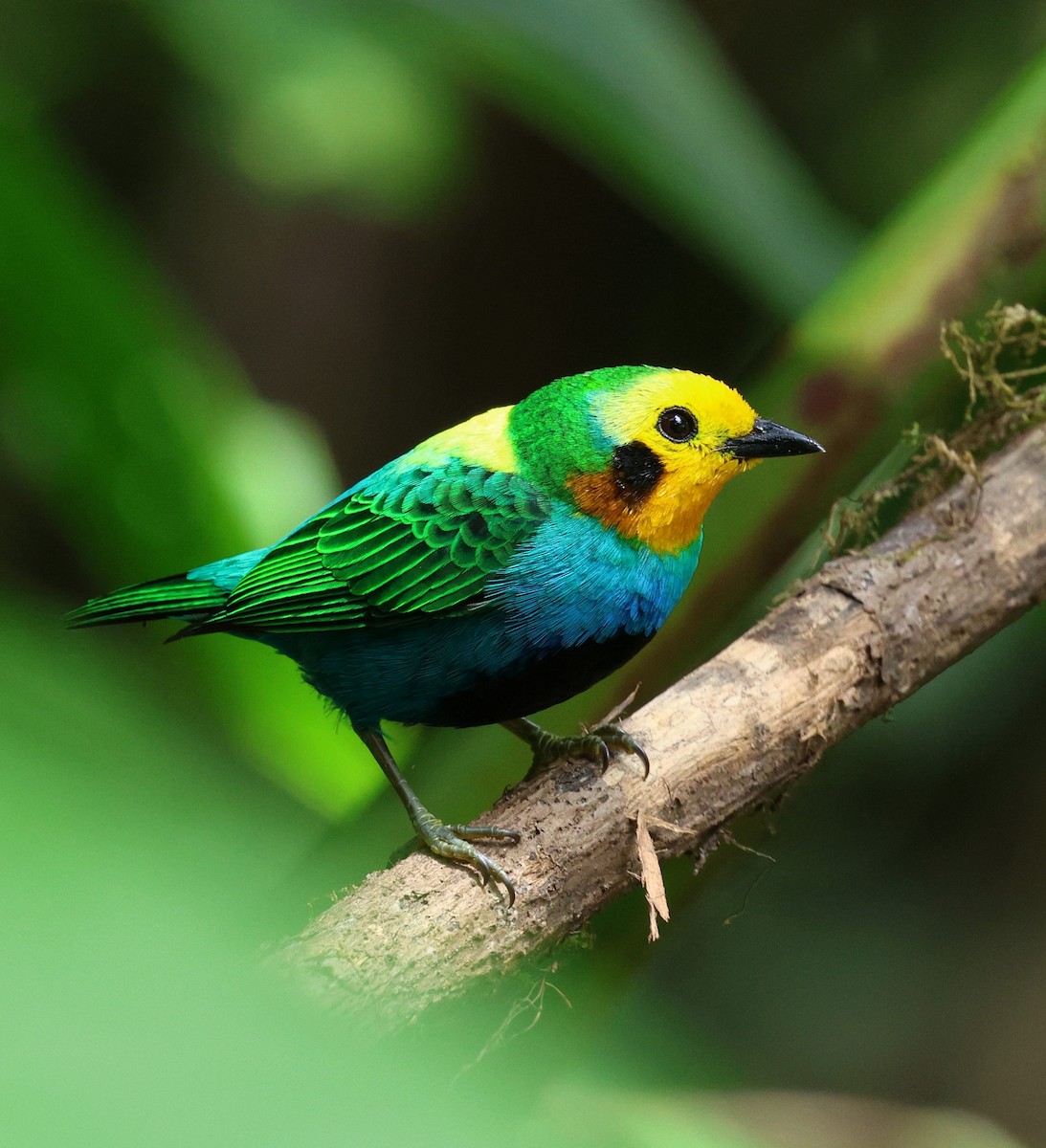 Многоцветная танагра - ML645735809