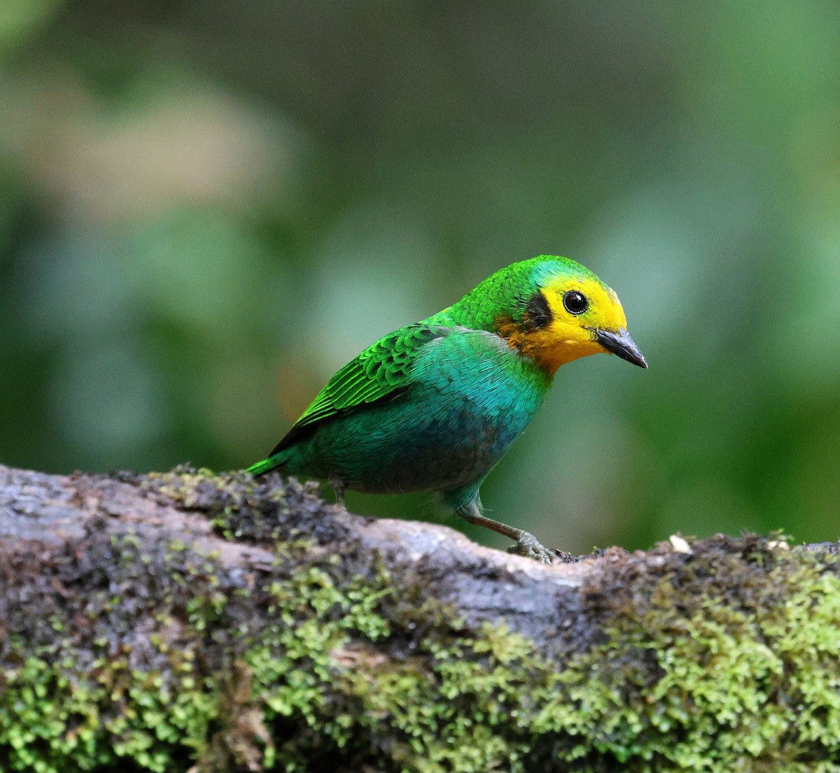 Многоцветная танагра - ML645735810