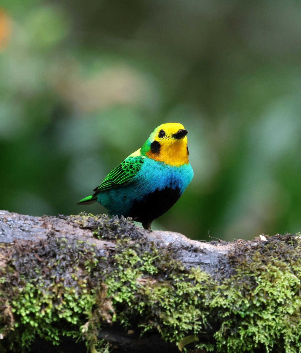 Многоцветная танагра - ML645735811