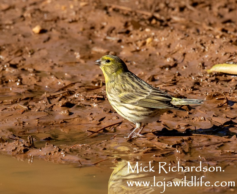 European Serin - ML645735824