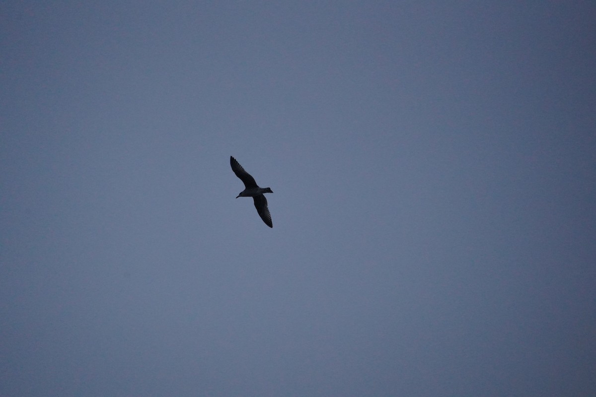 Silbermöwe - ML645735825