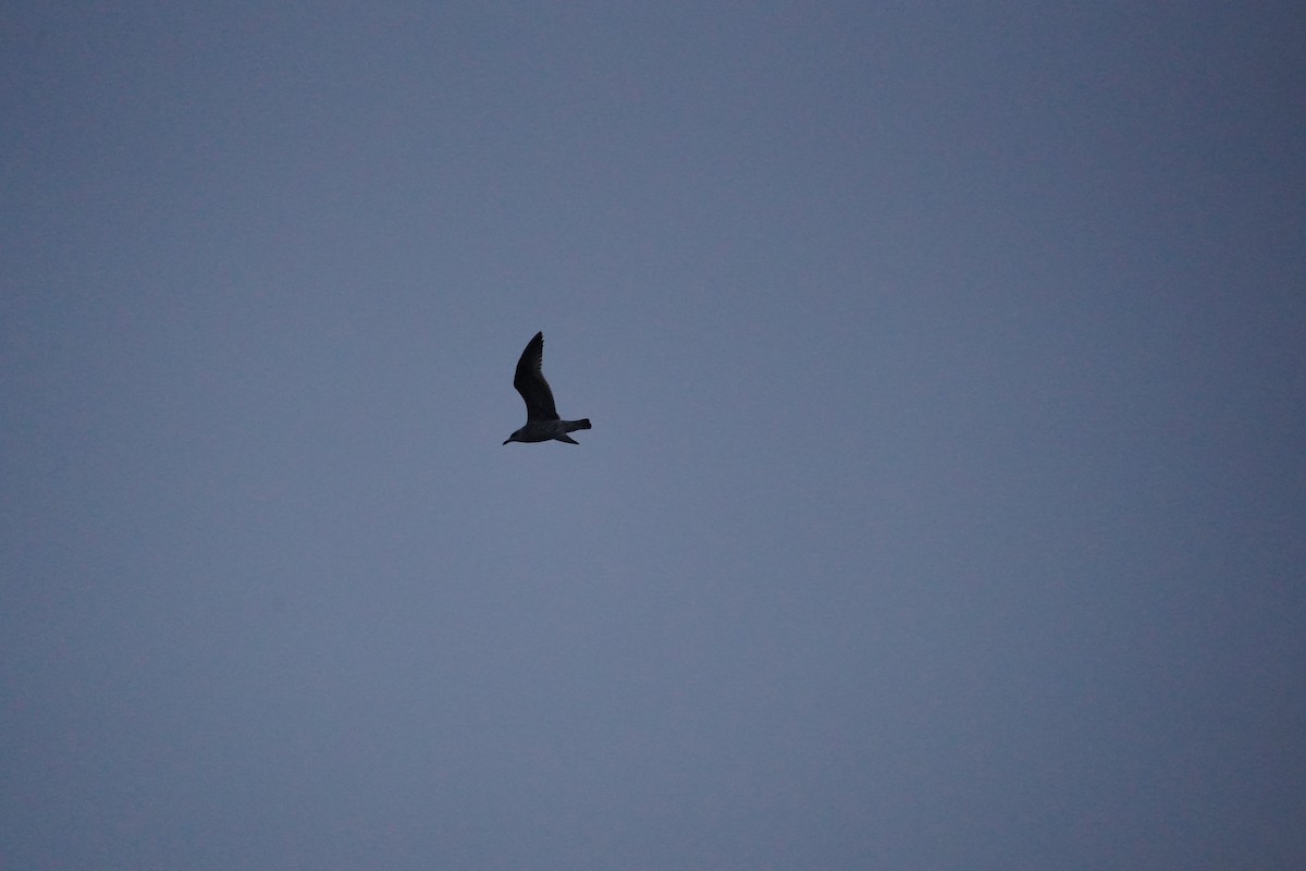 Silbermöwe - ML645735827