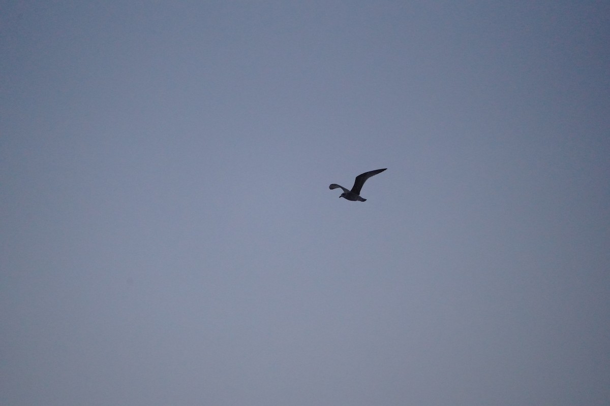 Silbermöwe - ML645735829