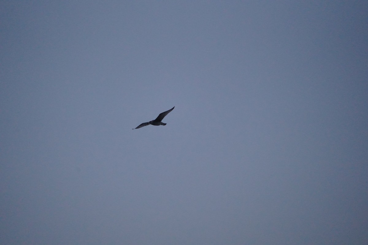 Silbermöwe - ML645735830