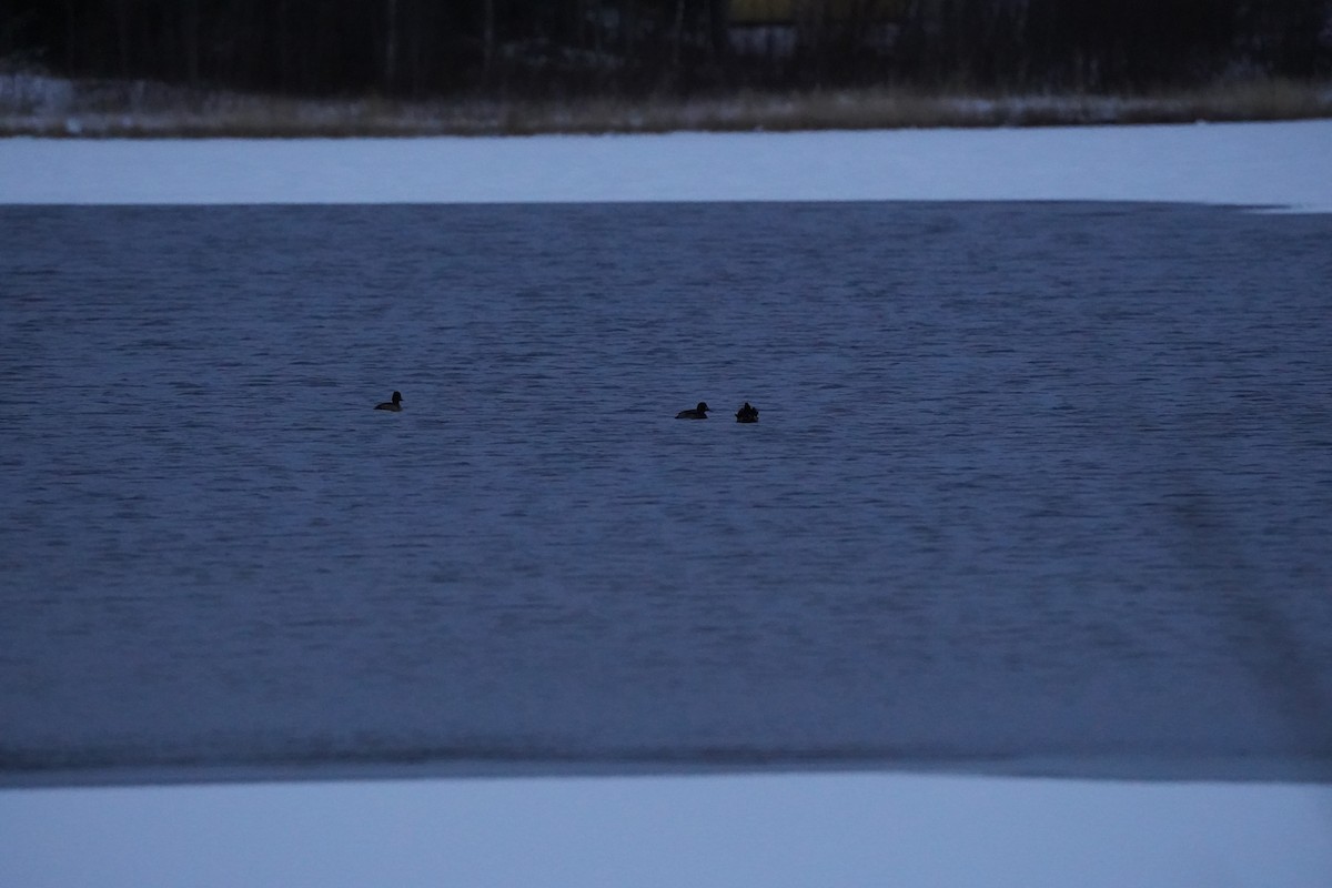 Reiherente - ML645735845