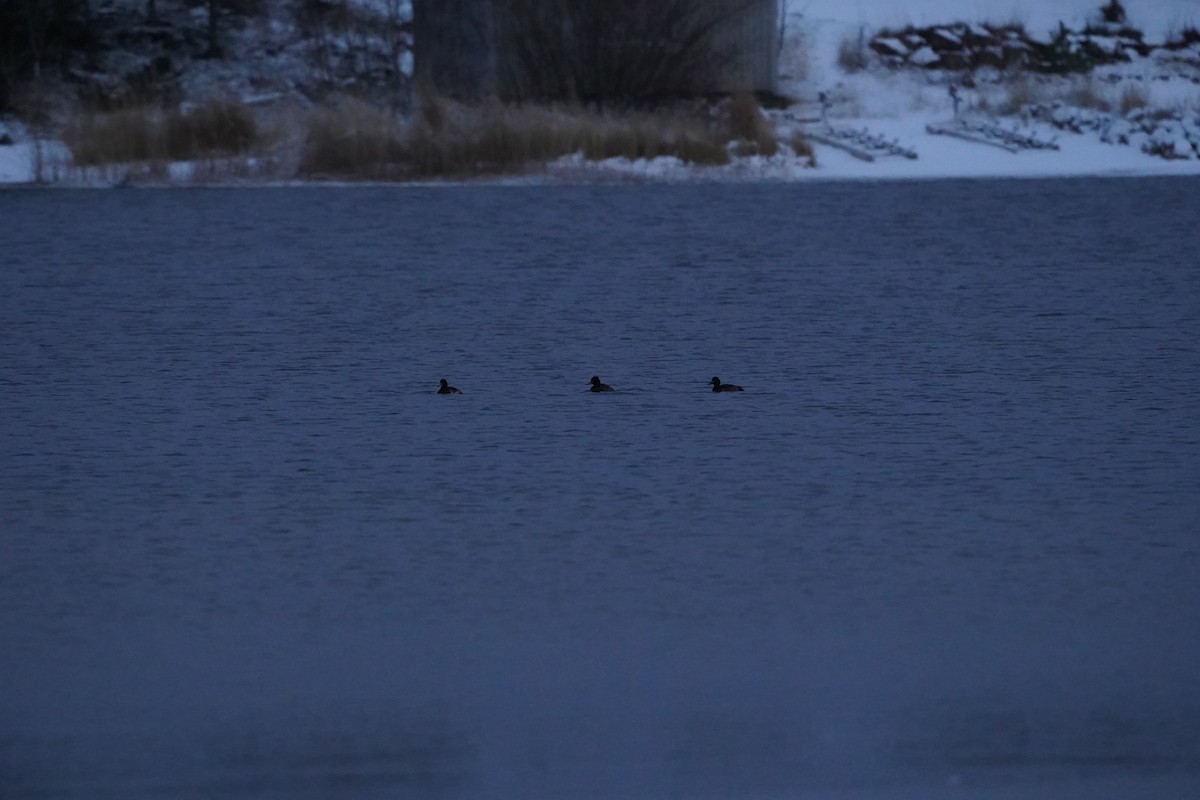 Reiherente - ML645735846