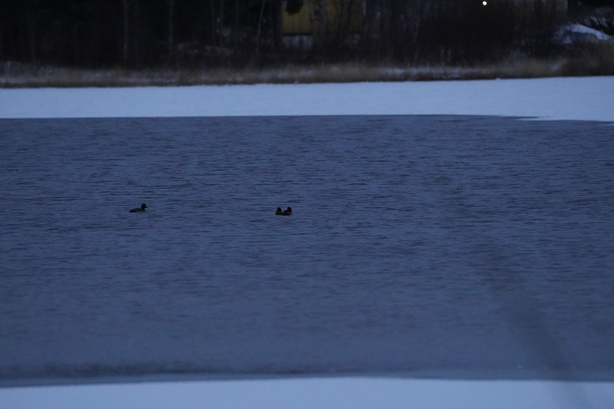 Reiherente - ML645735847