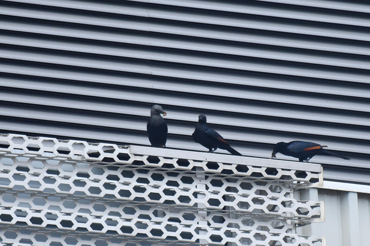 Kızılkanat - ML645735856