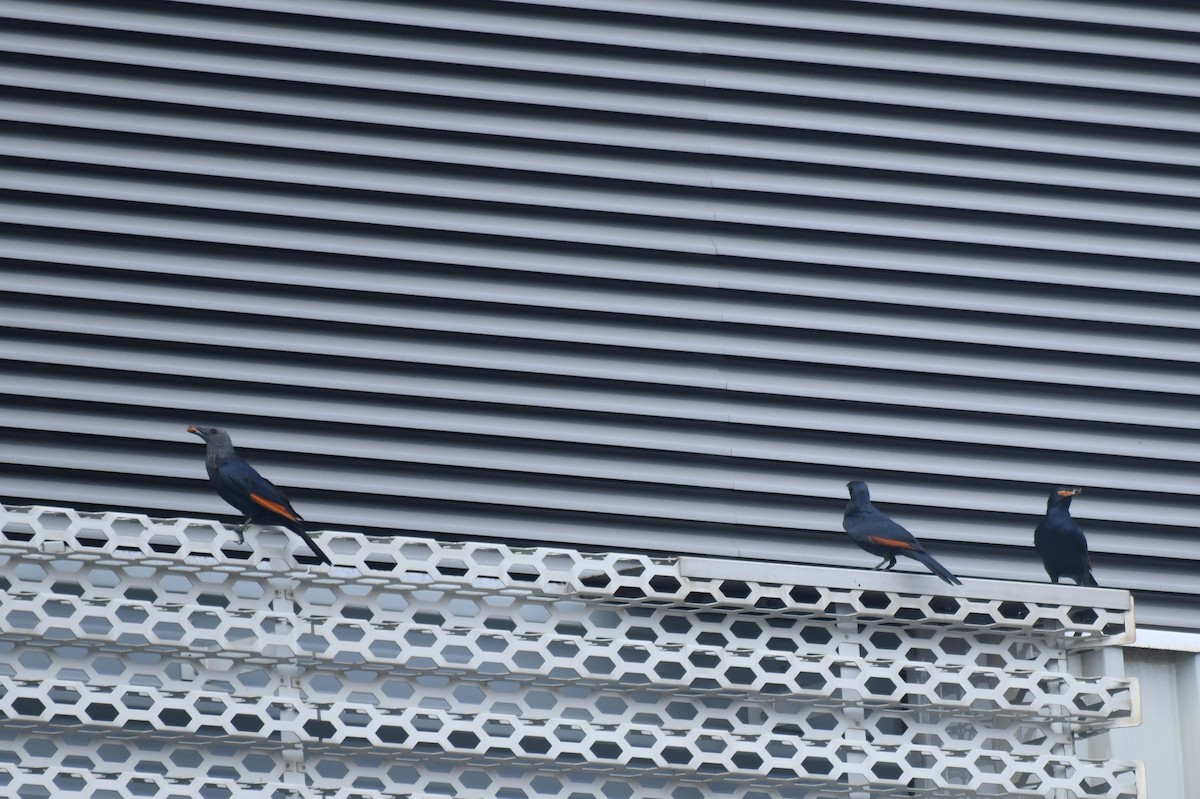 Kızılkanat - ML645735857