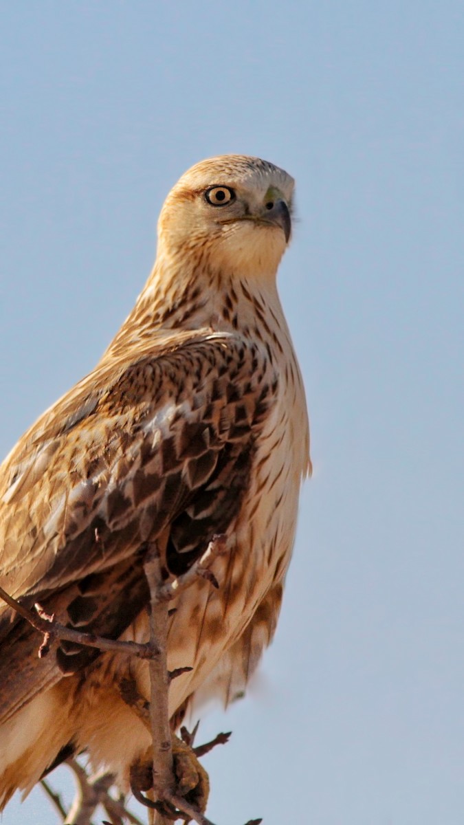 ニシオオノスリ - ML645735874