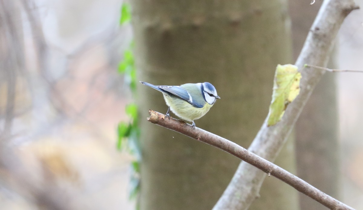 sýkora modřinka - ML645735896