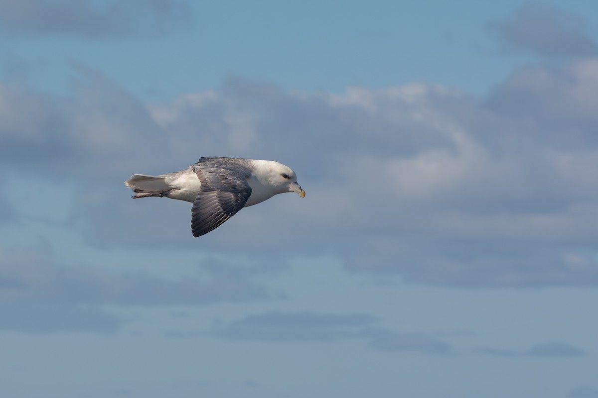 Northern Fulmar - ML645735900