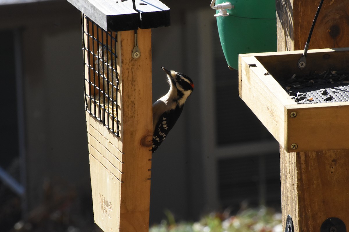 Pico Pubescente - ML645735907