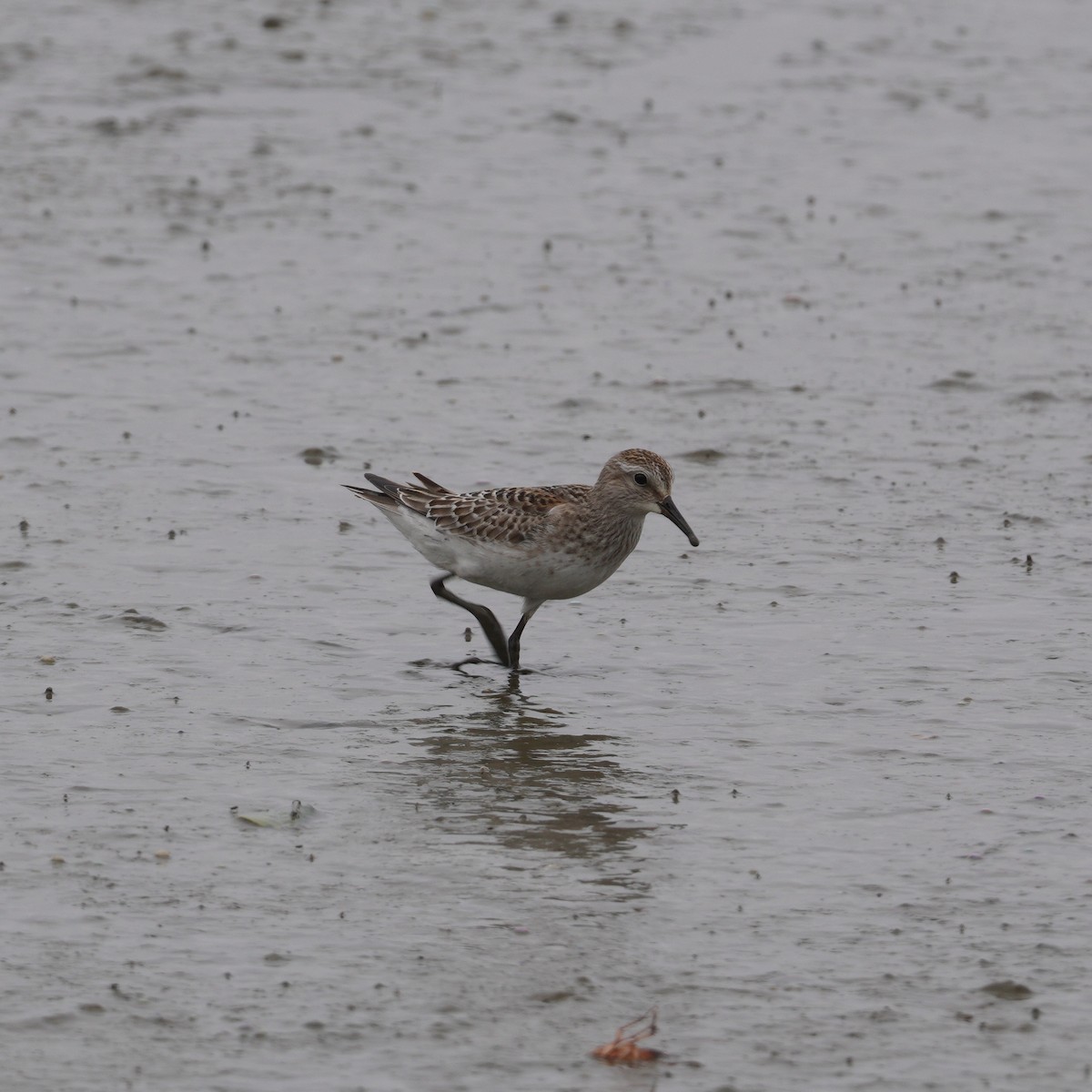 bonapartesnipe - ML645735912