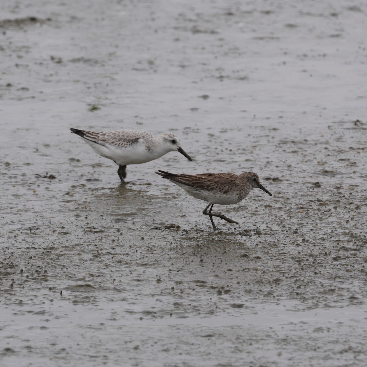 bonapartesnipe - ML645735920