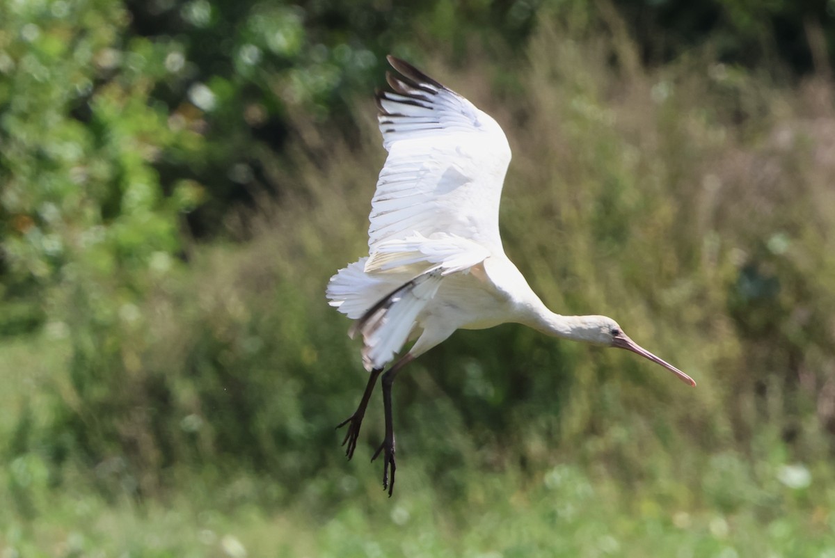 African Spoonbill - ML645735925