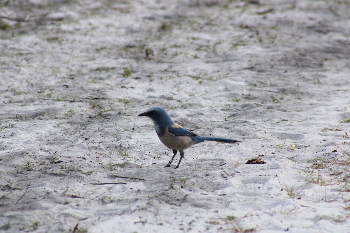 Florida Scrub-Jay - ML645735927