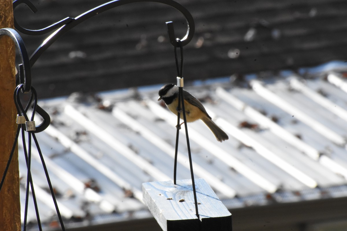 Carbonero de Carolina - ML645735930