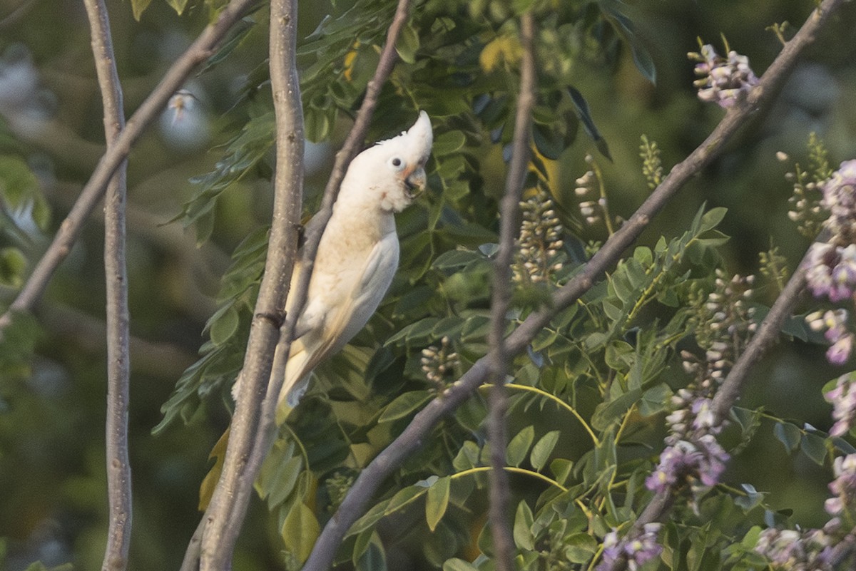 Tanimbar Corella - ML645735931
