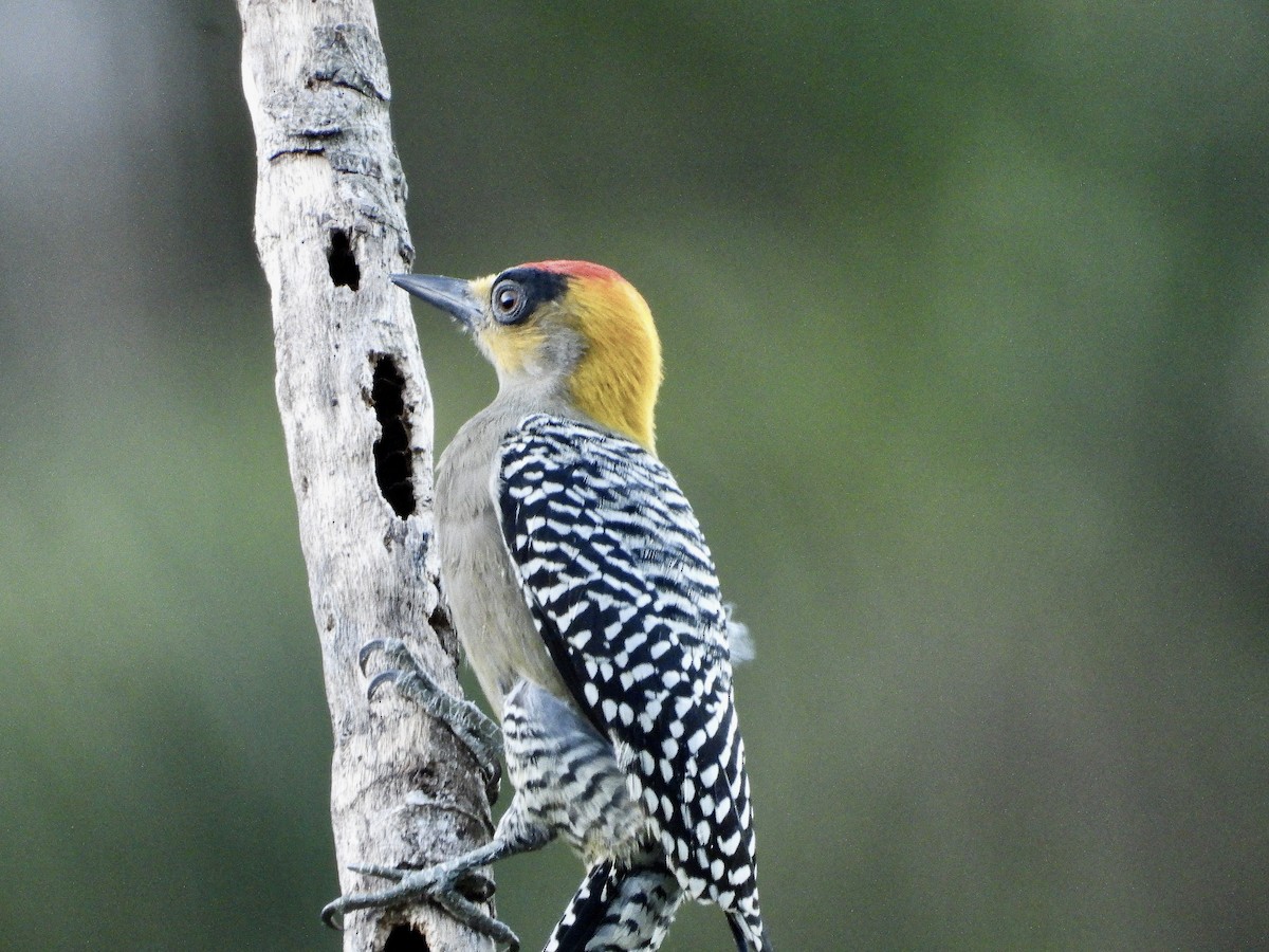 Golden-cheeked Woodpecker - ML645735932