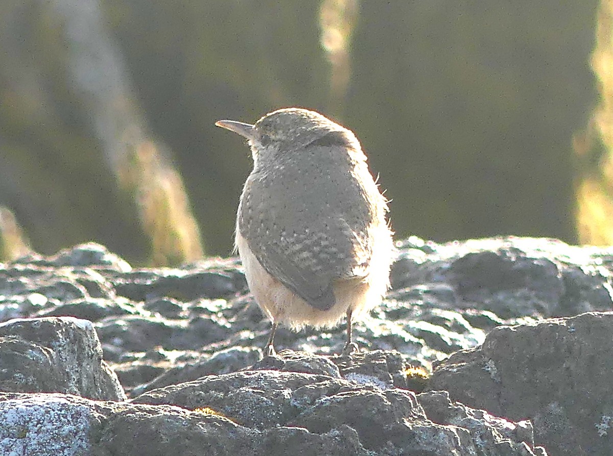 Rock Wren - ML645735935