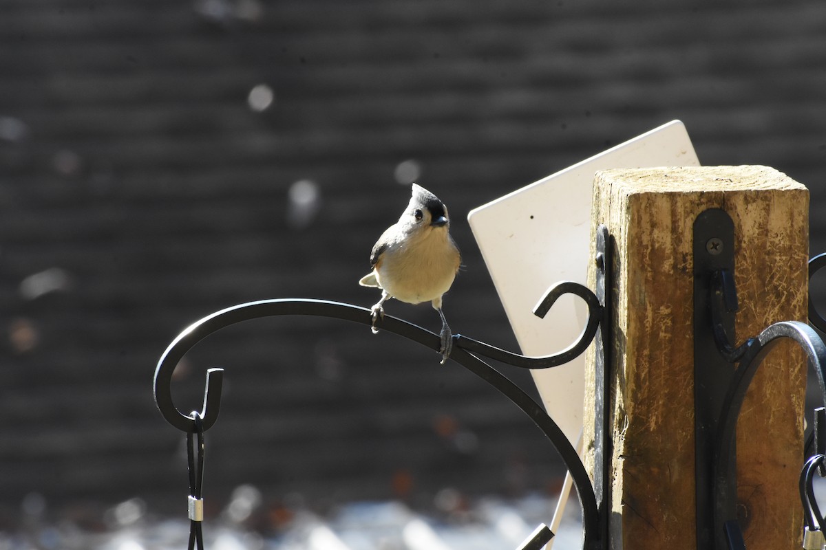 Herrerillo Bicolor - ML645735943