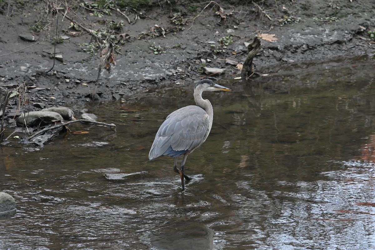 Great Blue Heron - ML645735955