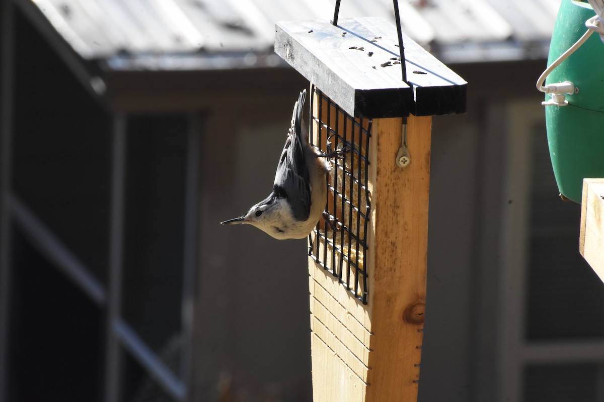 Trepador Pechiblanco - ML645735958