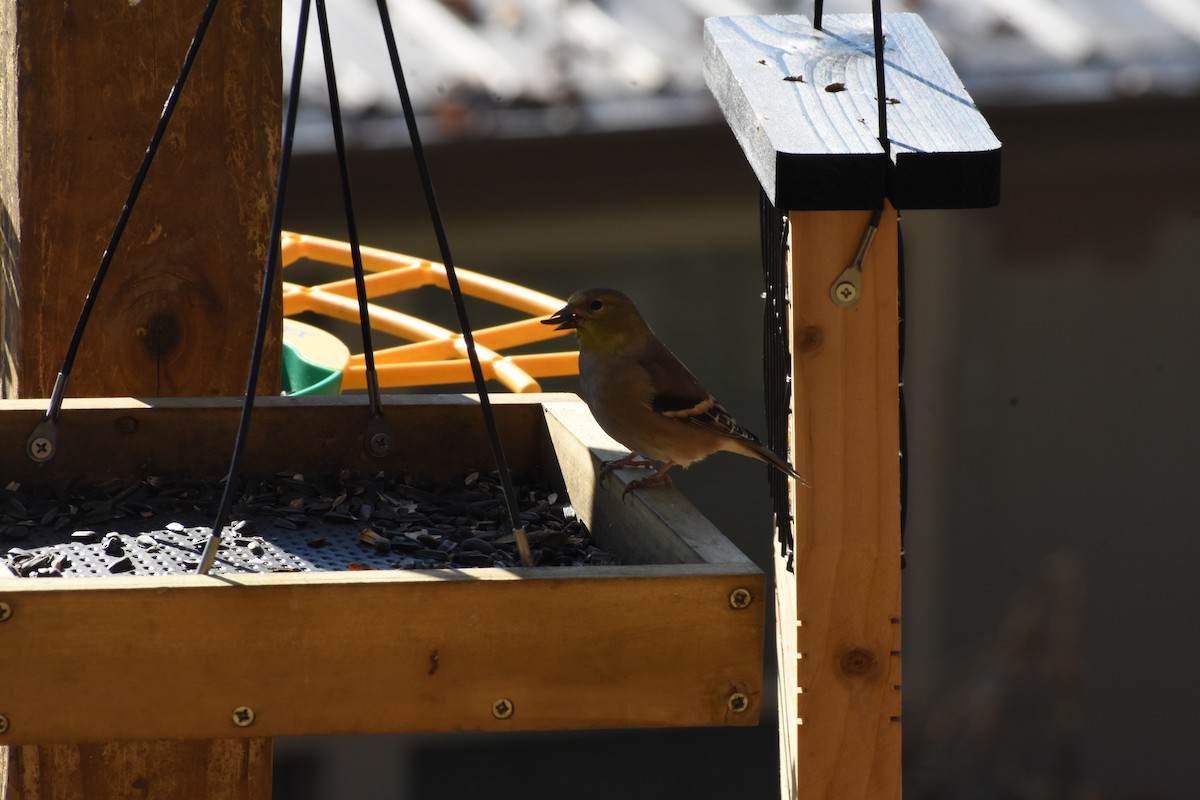 Jilguero Yanqui - ML645735964