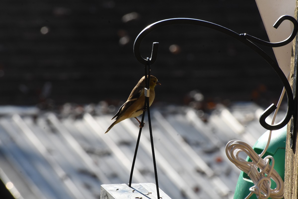 Jilguero Yanqui - ML645735965