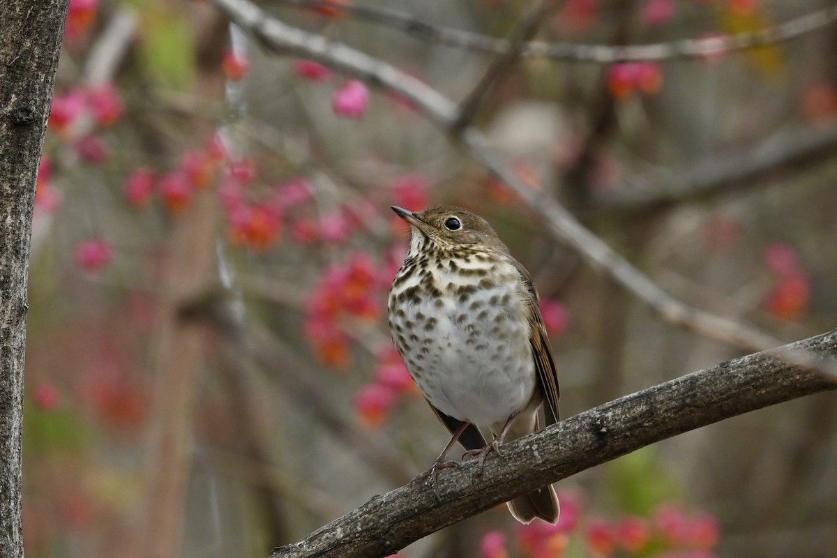 Hermit Thrush - ML645735971