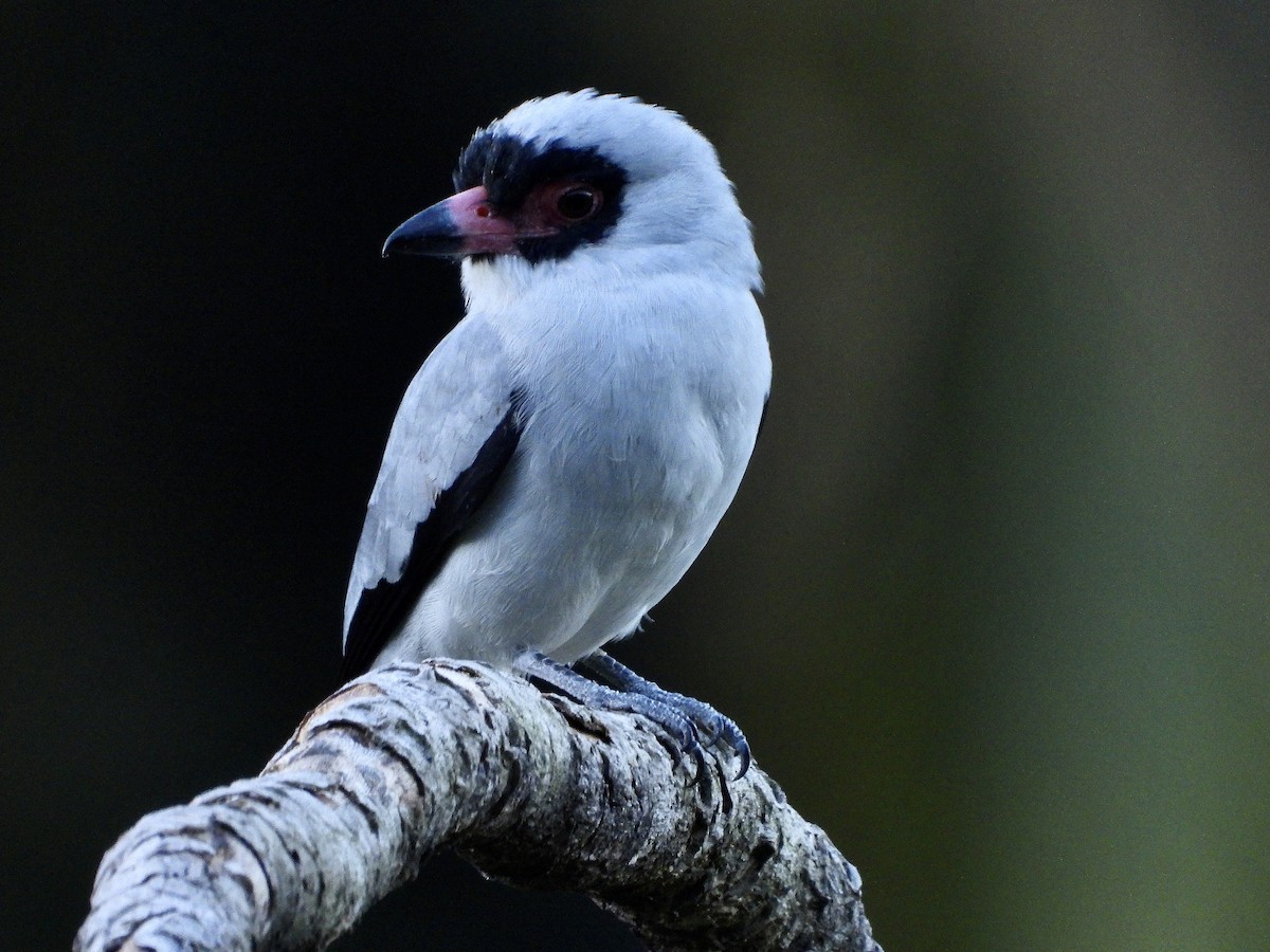 Masked Tityra - ML645735974