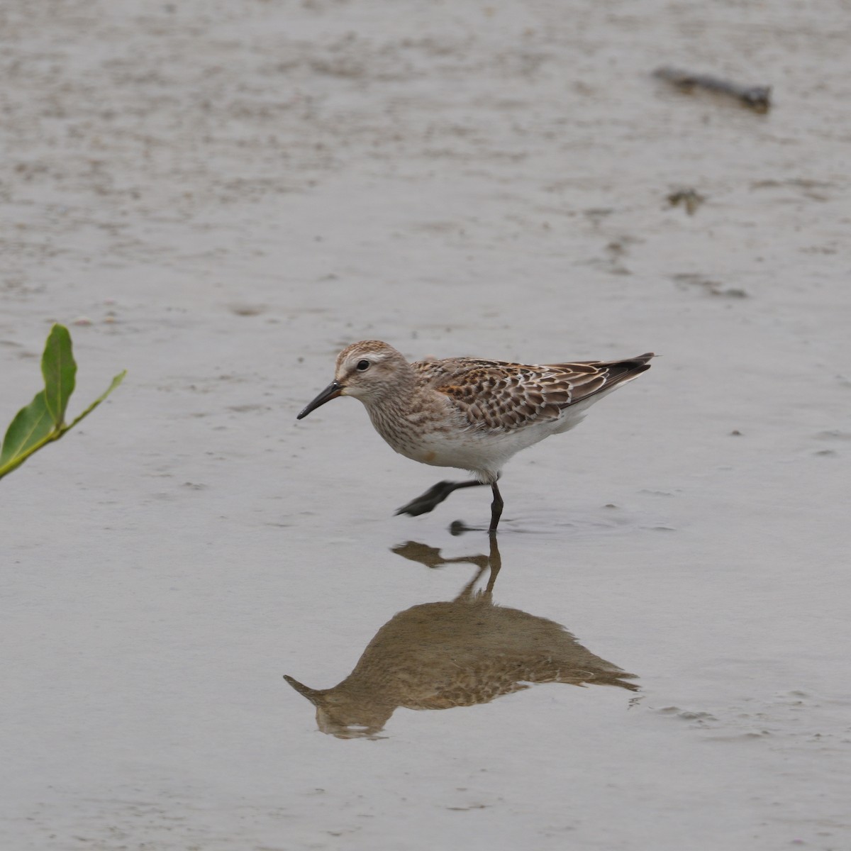 bonapartesnipe - ML645735976