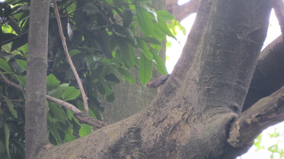 White-tipped Dove - ML645735977