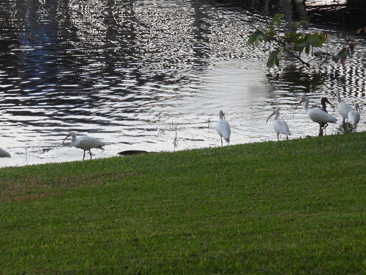 Corocoro Blanco - ML645735979