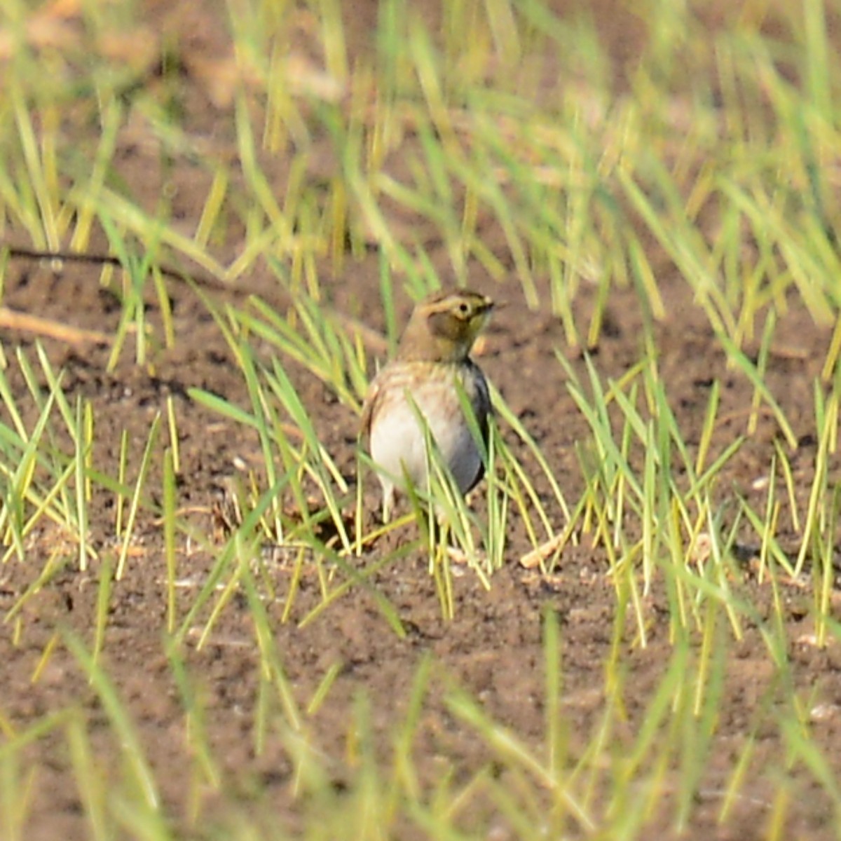 Alondra Cornuda - ML645735990